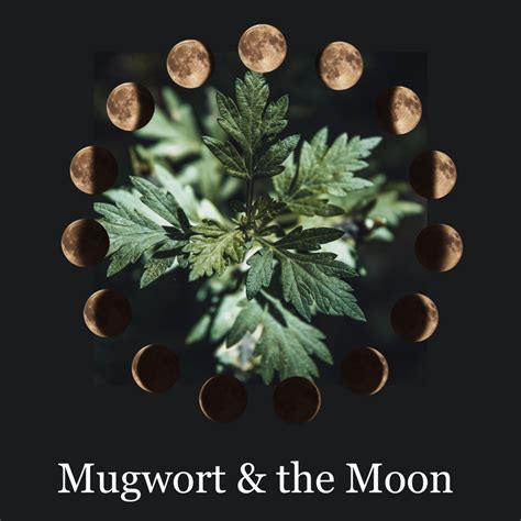 Mugwort magical properties